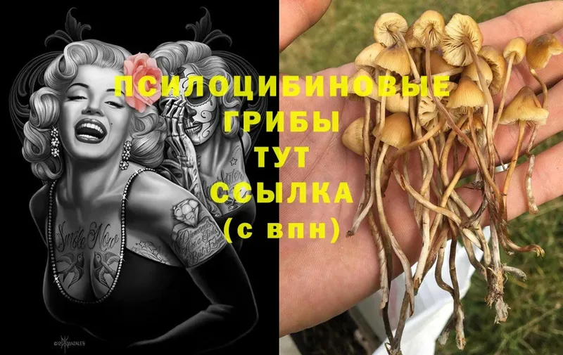 Галлюциногенные грибы Cubensis  Чистополь 